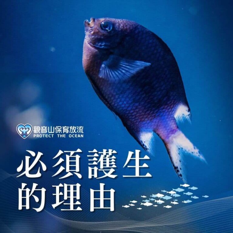 觀音山保育放流，放生意義，放流，放生功德，放生，最新放生活動，龍德上師，龍德上師保育放流，龍德上師護生慈善，保育放流，每月放生活動，護生，魚苗放流，戒殺護生，護生理由