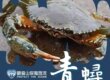 Scylla serrata,青蟳,觀音山保育放流物種,放生物種,放流,物種介紹,放生,最新放生活動,龍德上師,龍德上師保育放流,龍德上師護生慈善