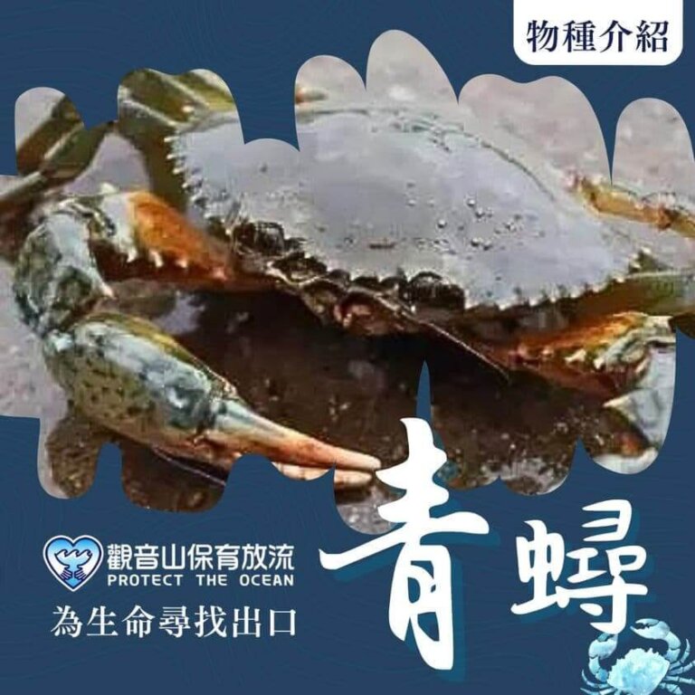 Scylla serrata，青蟳，觀音山保育放流物種，放生物種，放流，物種介紹，放生，最新放生活動，龍德上師，龍德上師保育放流，龍德上師護生慈善