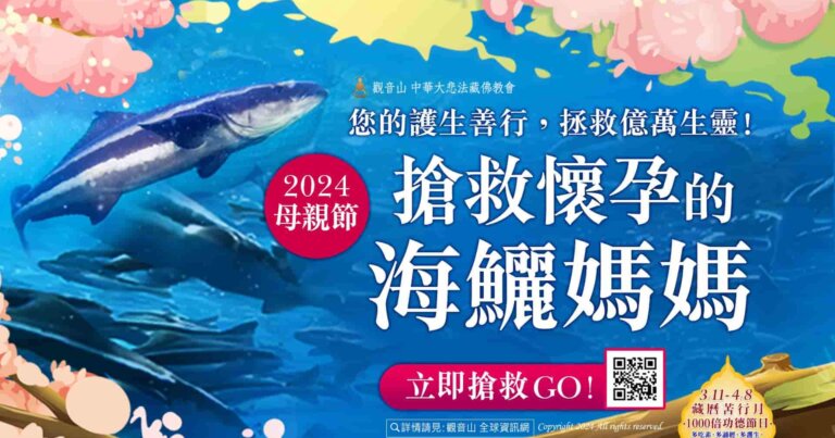 觀音山春季保育放流，正確魚苗放流，正確放流，合法放生，合法保育放流，觀音山保育放流，每月放生活動，哪裡有放生，放流，放生，放生活動，最新放生活動，龍德上師，龍德上師保育放流，龍德上師護生慈善，保育放流，護生，魚苗放流，戒殺護生，正確放生，對的方式，護生善行，龍德嚴淨仁波切，搶救懷孕的海鱺媽媽，海鱺媽媽，母親節