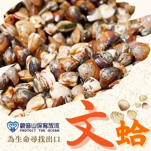 文蛤，保育放流物種，放生物種，，觀音山保育放流物種，放生物種，放流，物種介紹，放生，最新放生活動，龍德上師，龍德上師保育放流，龍德上師護生慈善