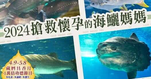 觀音山春季保育放流，正確魚苗放流，正確放流，合法放生，合法保育放流，觀音山保育放流，每月放生活動，哪裡有放生，放流，放生，放生活動，最新放生活動，龍德上師，龍德上師保育放流，龍德上師護生慈善，保育放流，護生，魚苗放流，戒殺護生，正確放生，對的方式，護生善行，龍德嚴淨仁波切，搶救懷孕的海鱺媽媽，海鱺媽媽，母親節