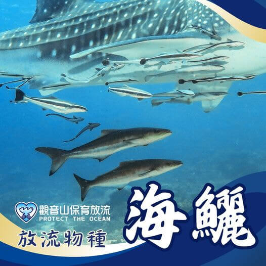 觀音山春季保育放流，正確魚苗放流，正確放流，合法放生，合法保育放流，觀音山保育放流，每月放生活動，哪裡有放生，放流，放生，放生活動，最新放生活動，龍德上師，龍德上師保育放流，龍德上師護生慈善，保育放流，護生，魚苗放流，戒殺護生，正確放生，對的方式，護生善行，龍德嚴淨仁波切，搶救懷孕的海鱺媽媽，海鱺媽媽，母親節