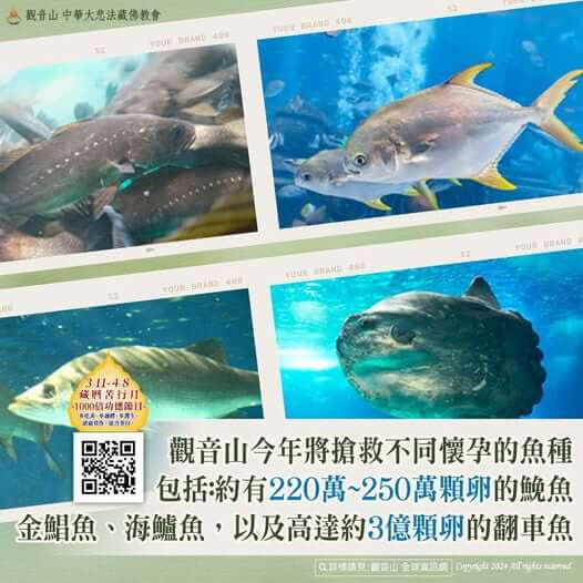 觀音山春季保育放流，正確魚苗放流，正確放流，合法放生，合法保育放流，觀音山保育放流，每月放生活動，哪裡有放生，放流，放生，放生活動，最新放生活動，龍德上師，龍德上師保育放流，龍德上師護生慈善，保育放流，護生，魚苗放流，戒殺護生，正確放生，對的方式，護生善行，龍德嚴淨仁波切，搶救懷孕的海鱺媽媽，海鱺媽媽，母親節